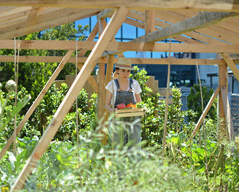 Hasibe Akin in her rooftop urban garden.
